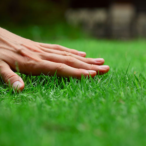 Lawn Undergrowth Control